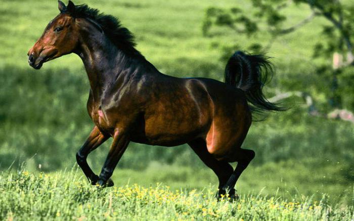 Мустанги - дикие лошади