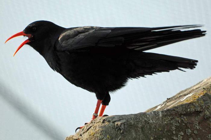 Черная птица с красным клювом: название