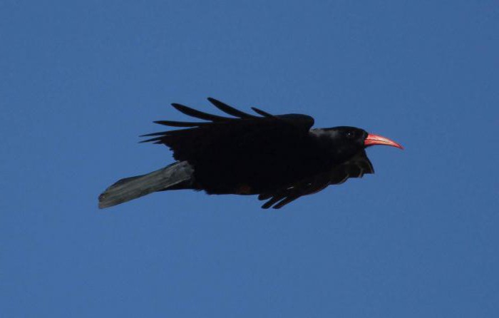 Черная птица с длинным красным клювом