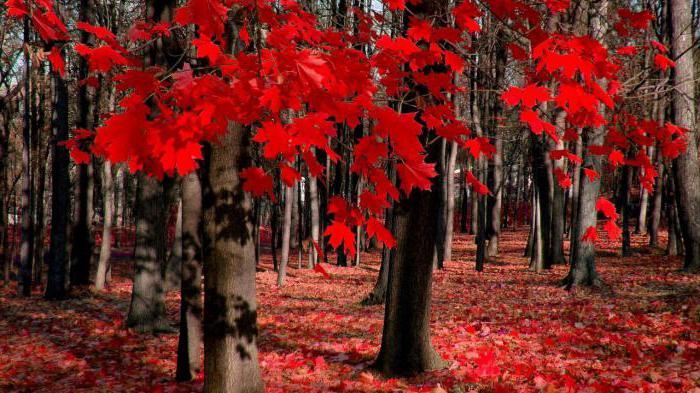 Осенний клен дерево