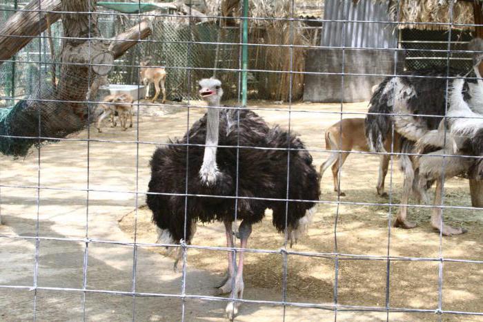 Зоопарк в Дубае: отзывы