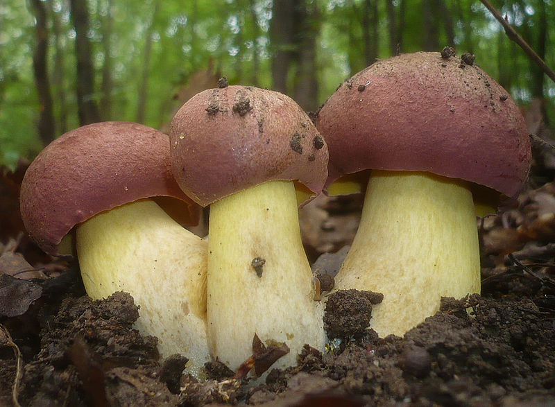 Молодые грибы боровики