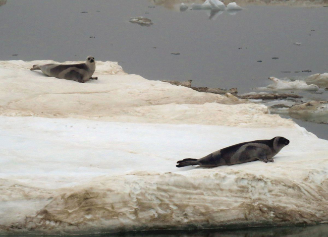Тюлени Охотского моря