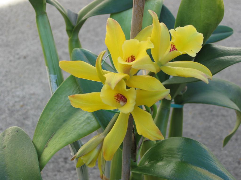 Цветение орхидеи
