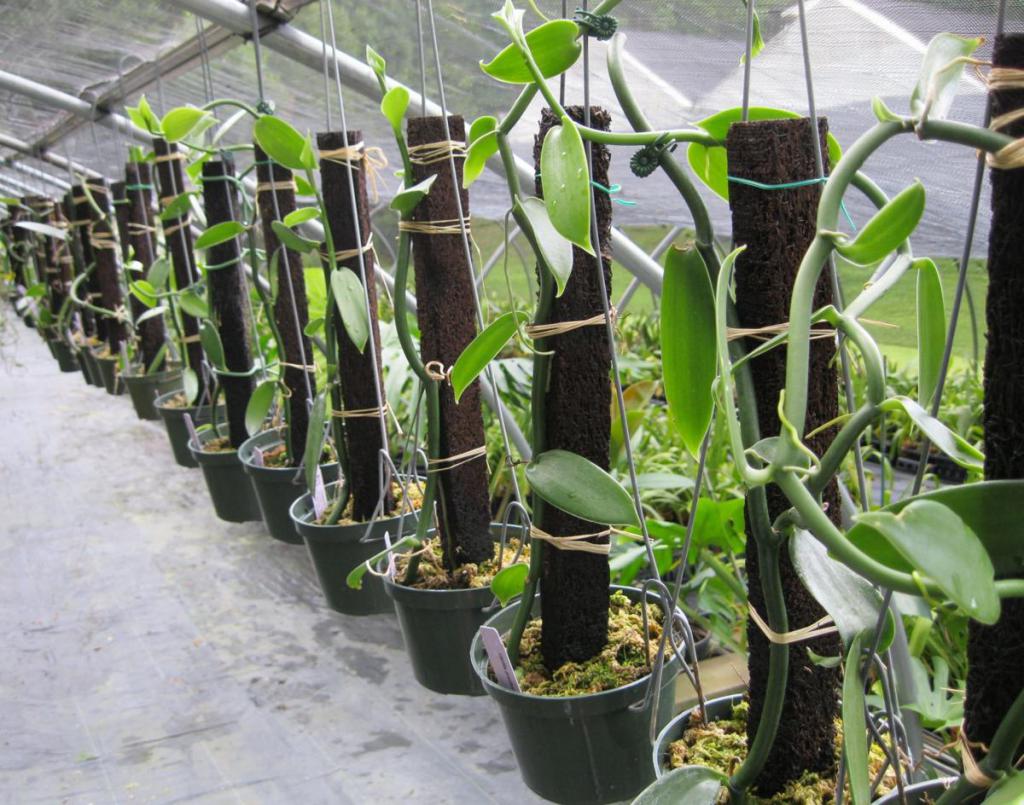 Выращивание орхидеи Ваниль