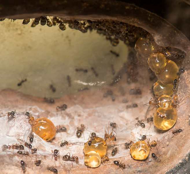 Разведение муравьев в зоопарке (Окленд)