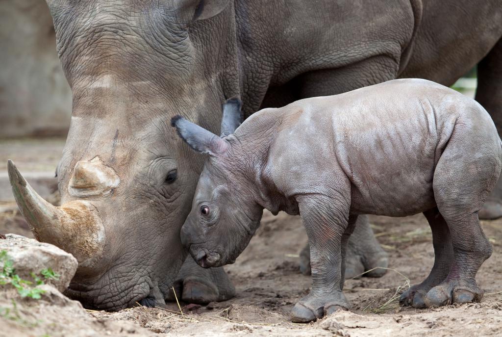 Детеныш яванского носорога