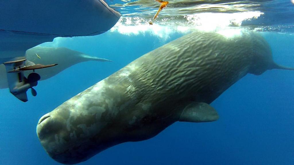 Сравнительные размеры кита