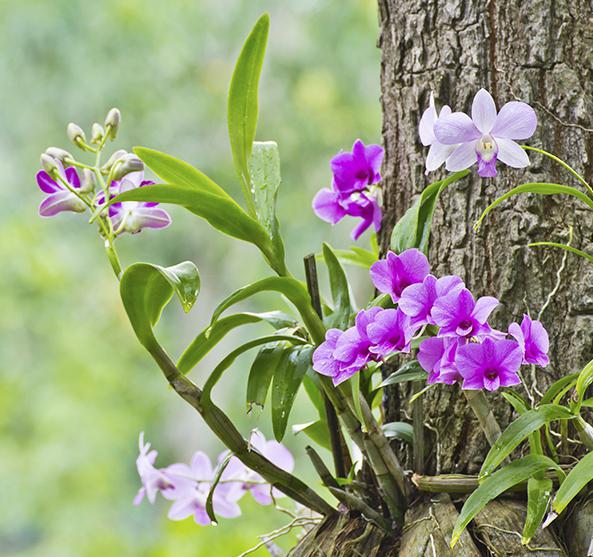 Горшок для орхидеи. Орхидеи, виды орхидей