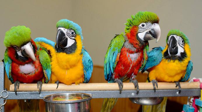 Сколько видов попугаев существует в природе