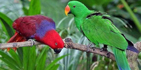 сколько видов попугаев существует в мире фото
