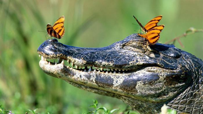 интересные факты о крокодилах