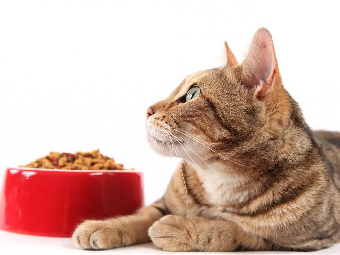 компаньон сравнение и анализ кормов для кошек 
