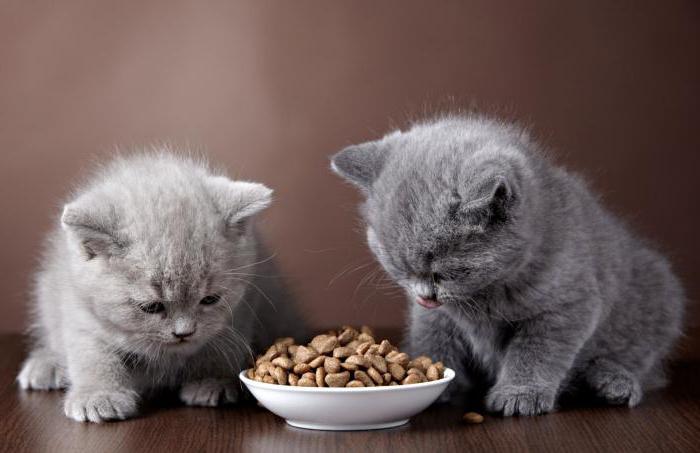 сравнение и анализ кормов для кошек
