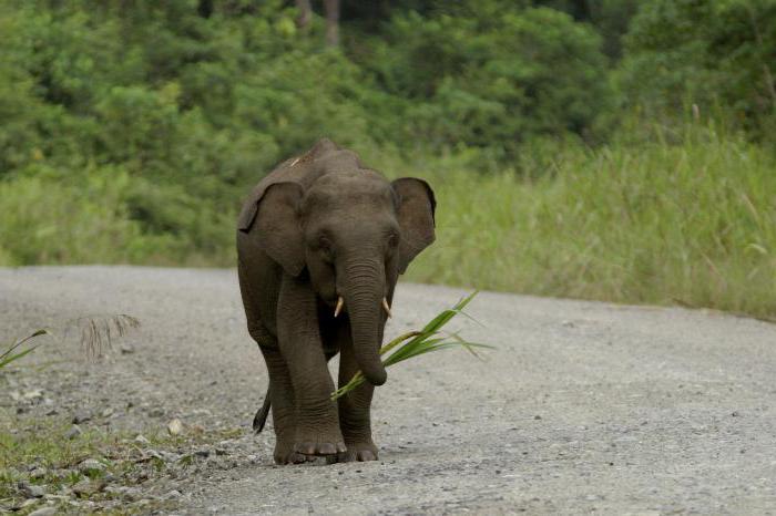 карликовый слон размеры
