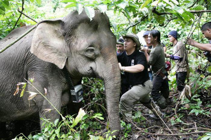карликовые слоны борнео