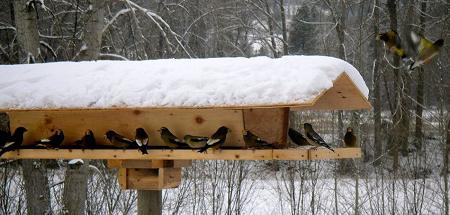 наблюдение за птицами зимой