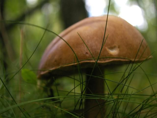  грибы лесов беларуси
