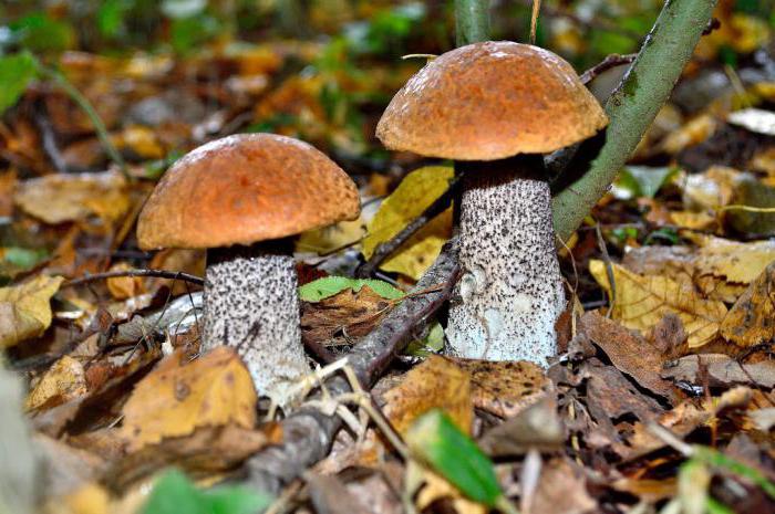 сбор грибов в беларуси