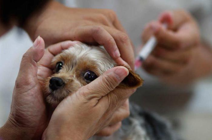 прививки для собак график