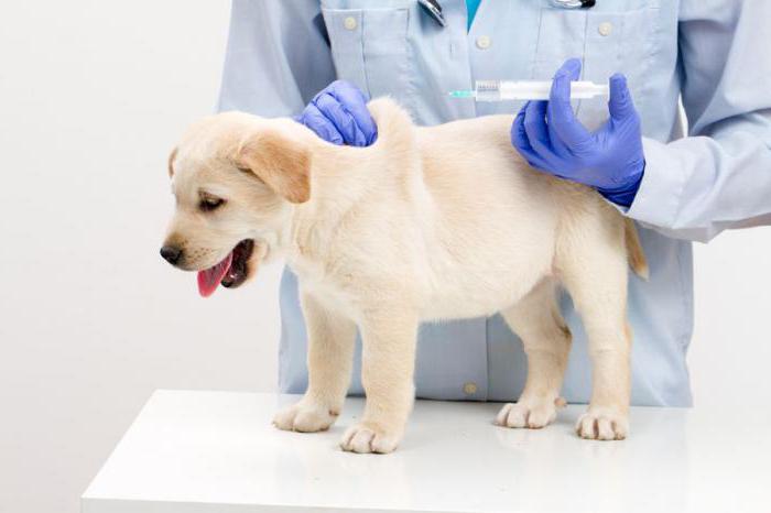 вакцинация собак график прививок