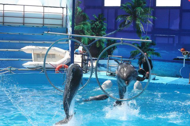 дельфинарий новороссийск цены