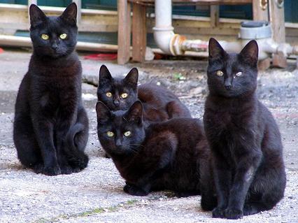 к чему снятся черные кошки