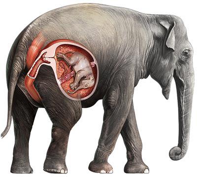 сколько у слонов длится беременность 