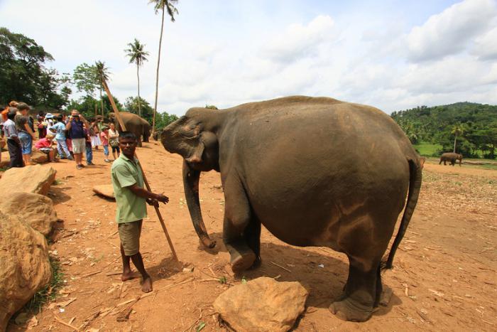 срок беременности слона