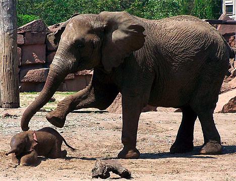 период беременности слона
