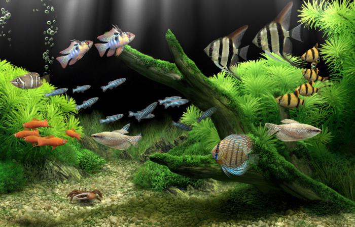 Совместимость аквариумных рыб, таблица