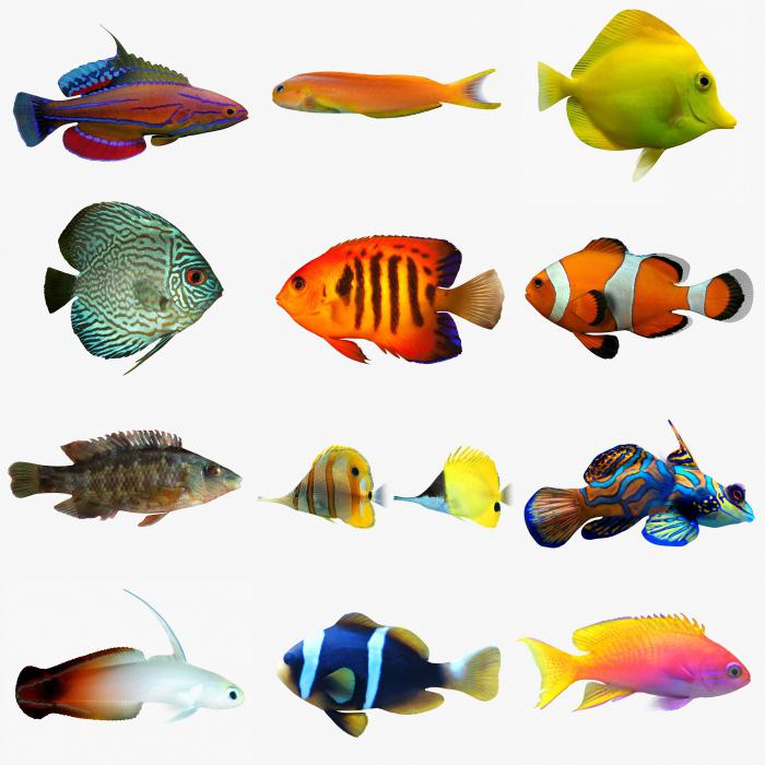 Таблица совместимости видов аквариумных рыб