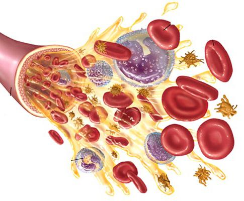 состав и функции плазмы крови 