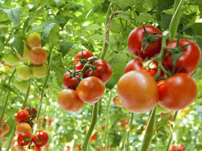 помидоры в открытом грунте в Подмосковье температура