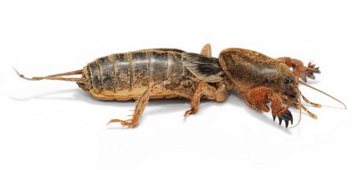 отряды насекомых таракановые прямокрылые уховертки поденки