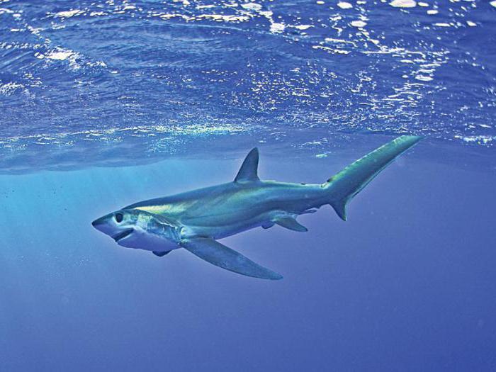 морская лисица акула