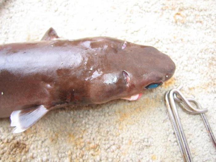 сигарнач акула фото