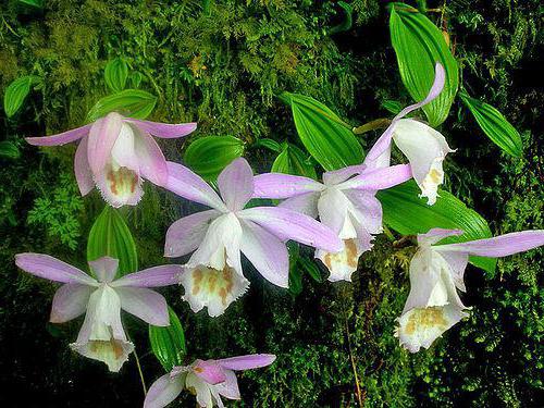 где растут дикие орхидеи