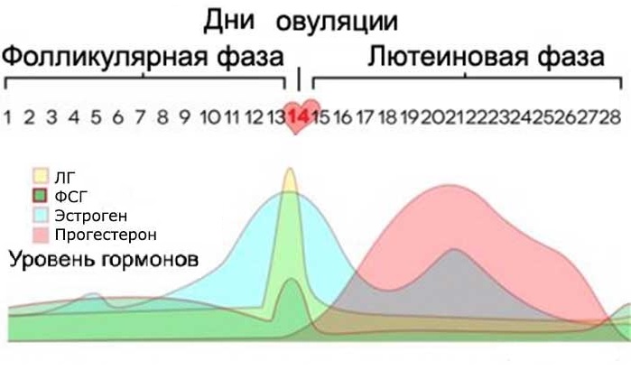 Гормональная регуляция менструального цикла