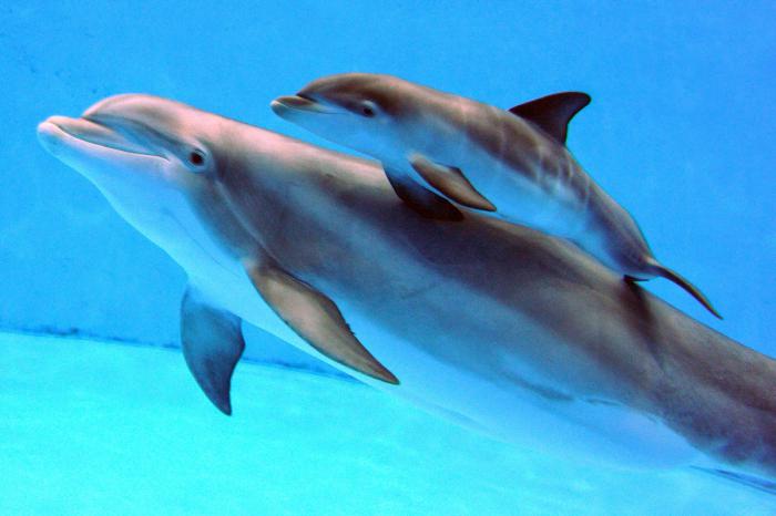 дельфины спят с одним открытым глазом почему