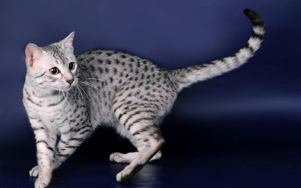 египетская кошка фото