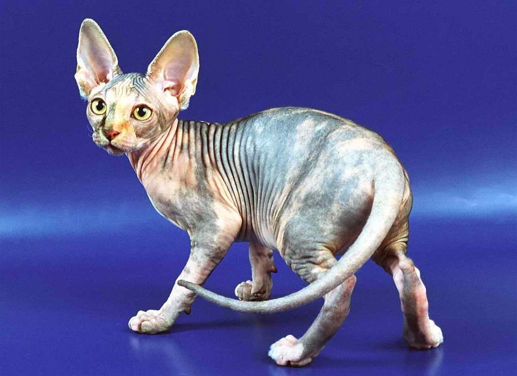 египетские кошки сфинксы фото