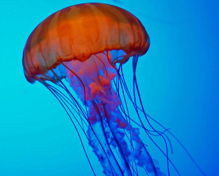 к чему снятся медузы