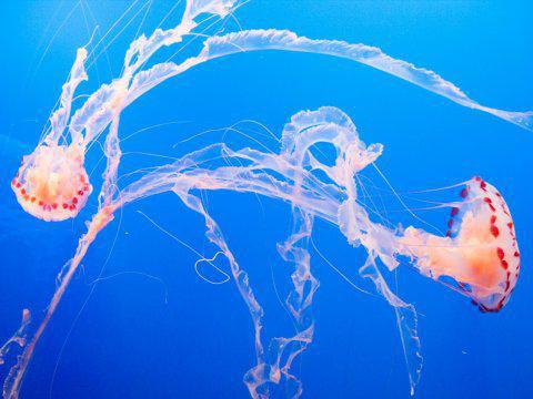 к чему снятся медузы в воде