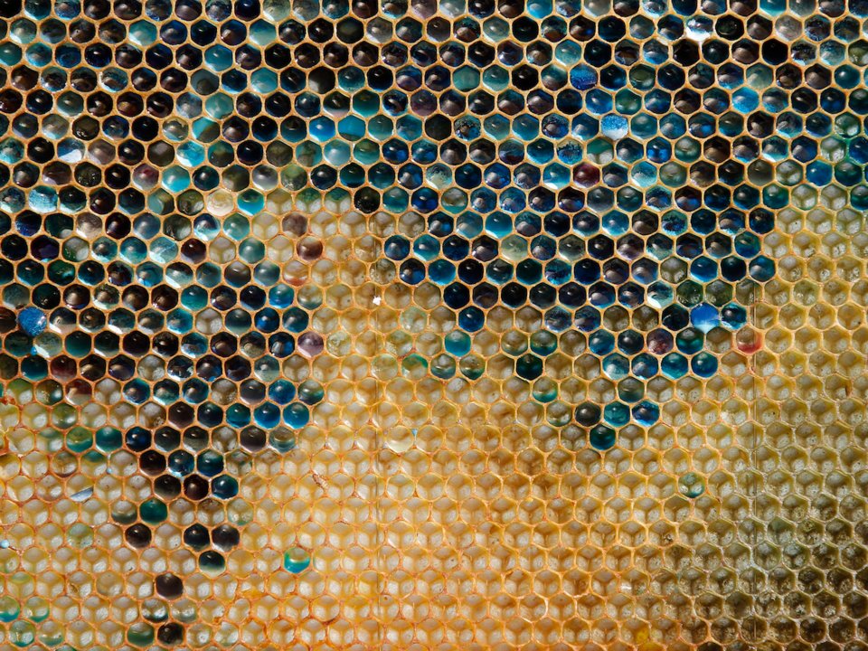 пчелиные соты