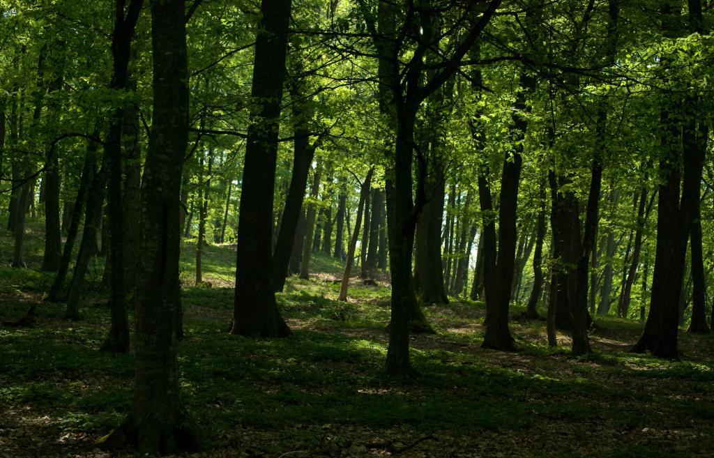 Темный лес как символ души пессимиста