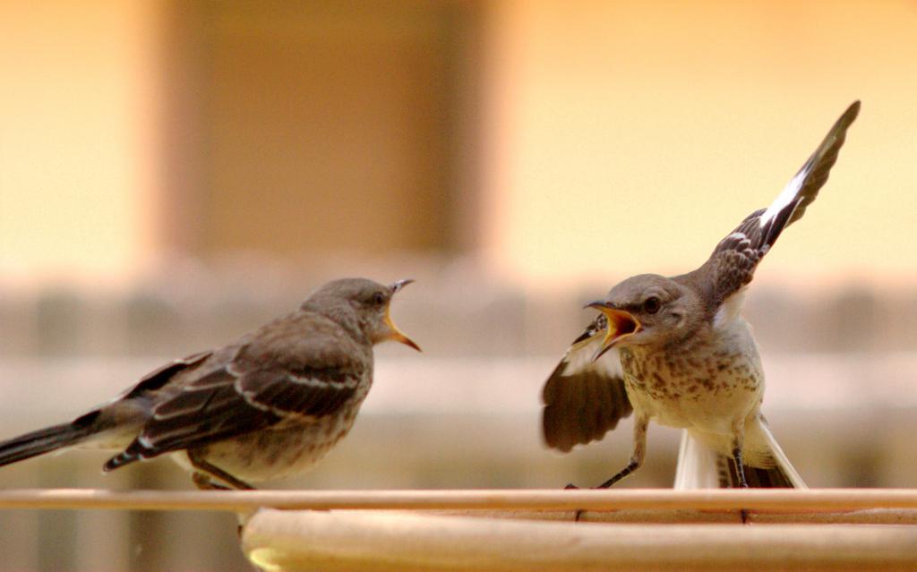 Спор между птицами