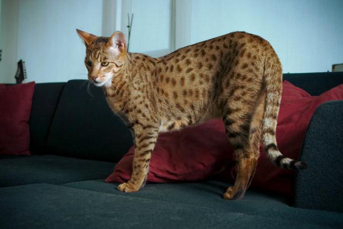 самая редкая порода кошек в мире