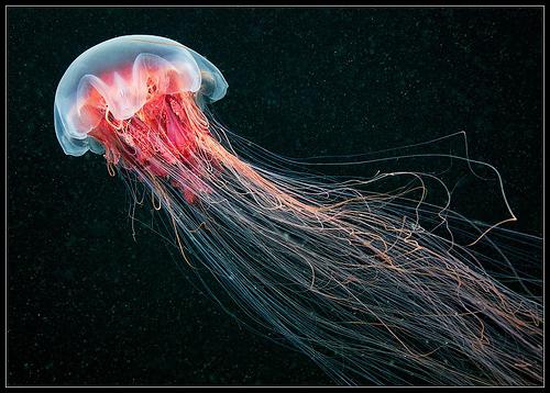 Описание медуз размножение виды