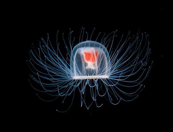 Как размножаются медузы